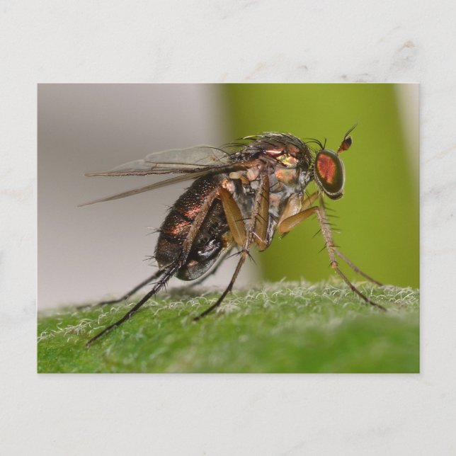Missouri Fly. Vykort (Framsida)