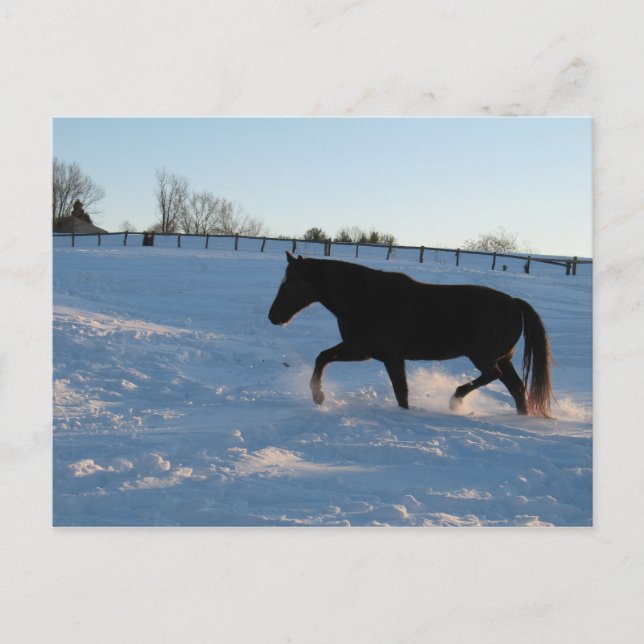 Missouri Foxtrotter i skymningen Vykort (Framsida)