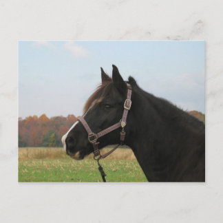 Missouri Foxtrotter Vykort