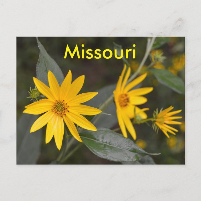Missouri Gult Wildblommor Vykort (Framsida)