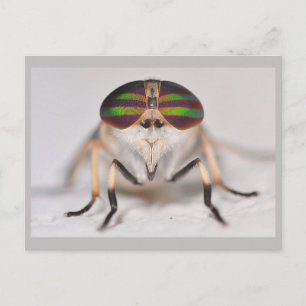 Missouri Horse Fly. Vykort
