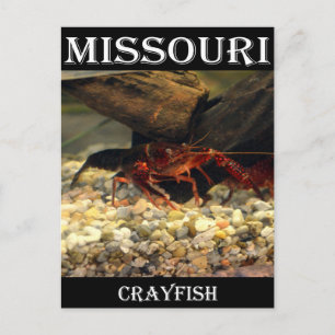 Missouri Kräftor Vykort