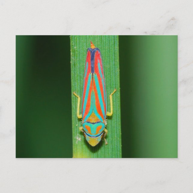 Missouri Löv Hopper. Vykort (Framsida)