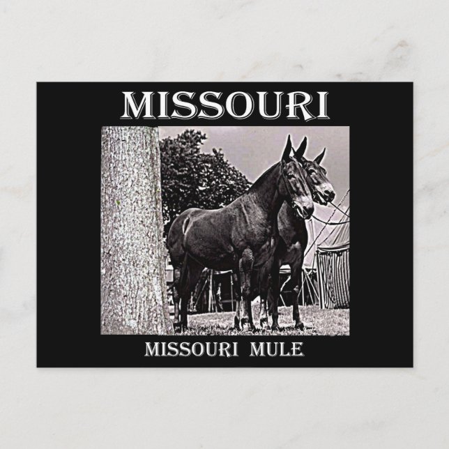 Missouri Mule Vykort (Framsida)