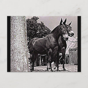 Missouri Mule Vykort