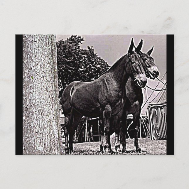 Missouri Mule Vykort (Framsida)