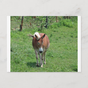 MIssouri Mule Vykort