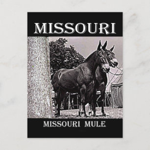 Missouri Mule Vykort
