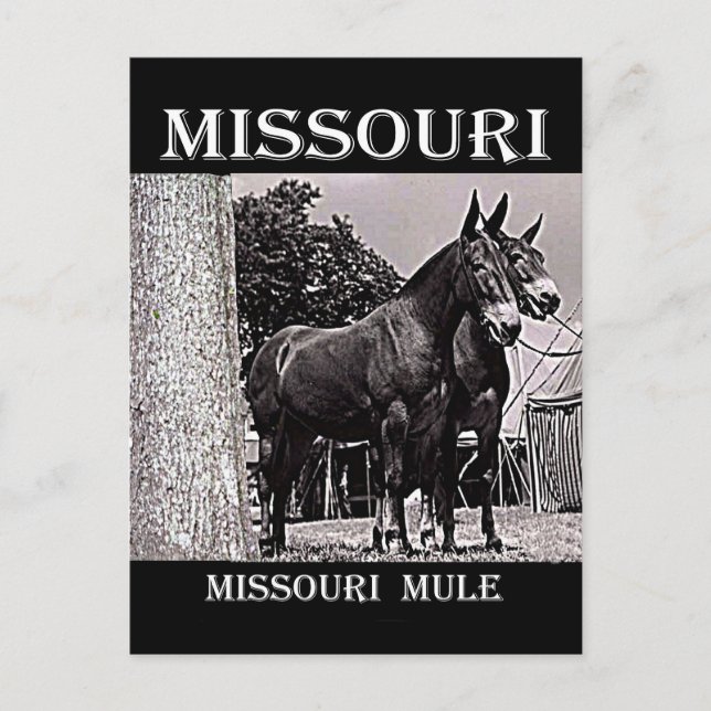 Missouri Mule Vykort (Framsida)