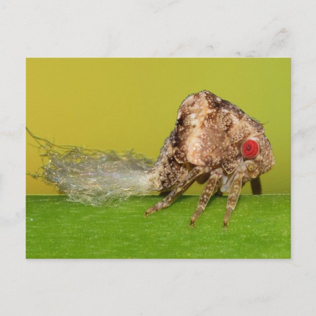 Missouri Plant hopper nymph. Vykort (Framsida)