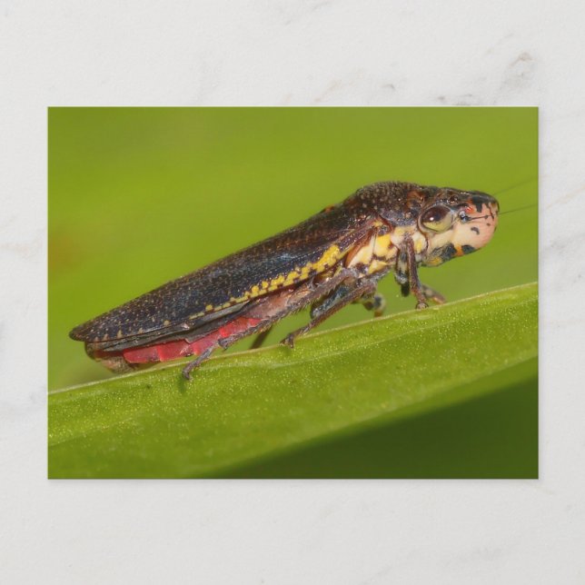 Missouri Plant Hopper. Vykort (Framsida)