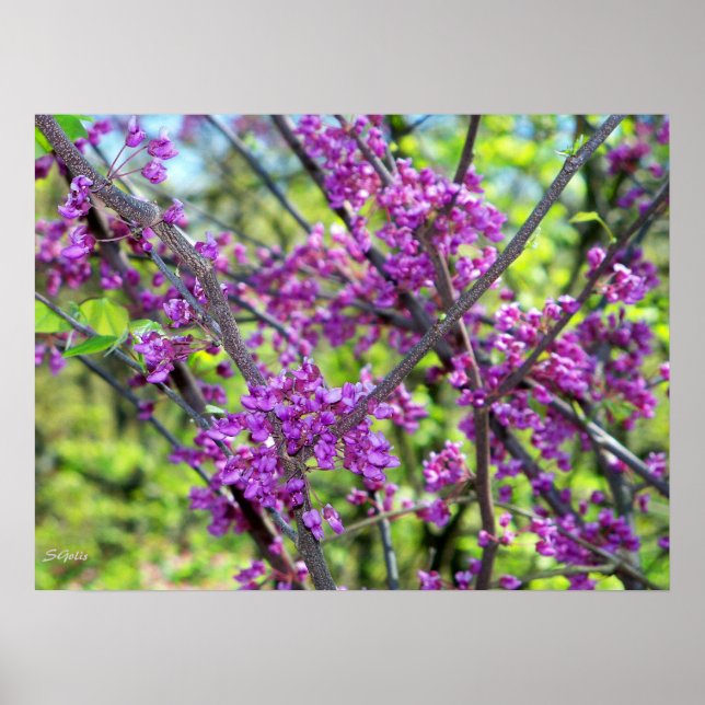 Missouri Redbud Blommar Träd Photo Poster (Framsidan)