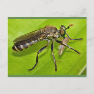 Missouri Robber flyger. Vykort