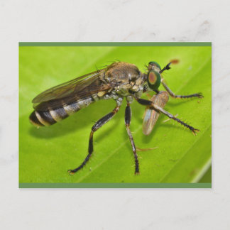 Missouri Robber flyger. Vykort