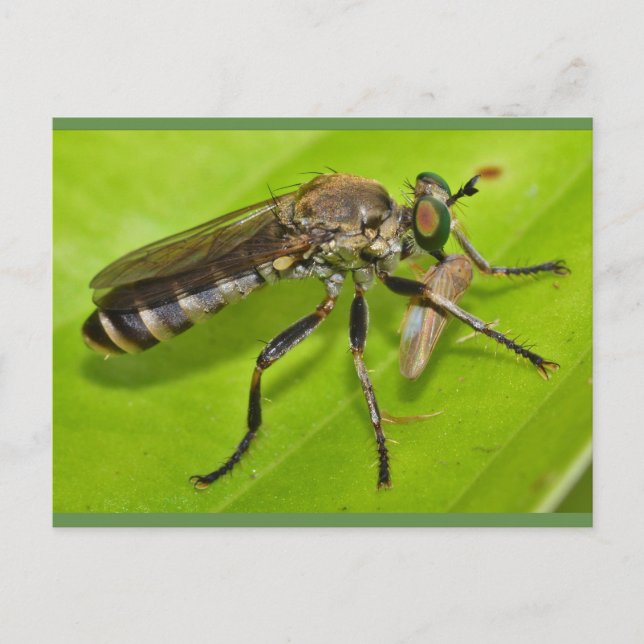 Missouri Robber flyger. Vykort (Framsida)