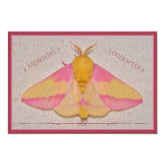 Missouri Rosy Maple Moth Deluxe. Fototryck
