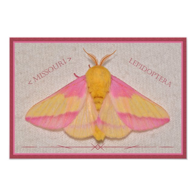 Missouri Rosy Maple Moth Deluxe. Fototryck (Framsidan)