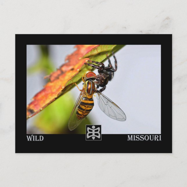 Missouri spider med Be. Vykort (Framsida)