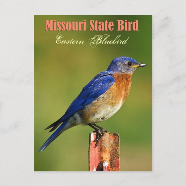 Missouri State Bird - Östra Bluebird Vykort (Framsida)