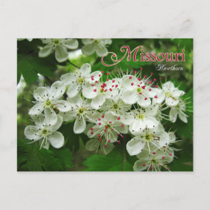 Missouri State Flower: Hawthorn Vykort