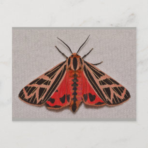 Missouri Tiger Moth. Vykort