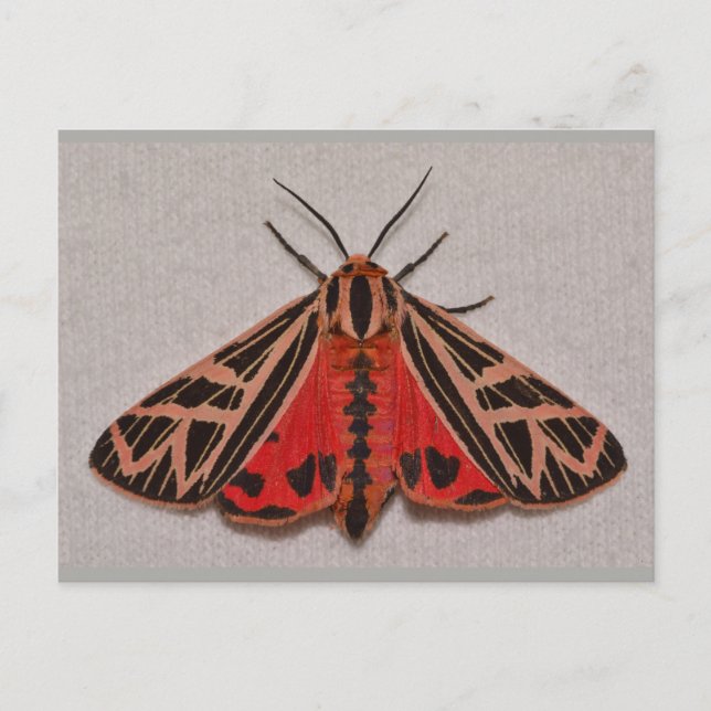 Missouri Tiger Moth. Vykort (Framsida)
