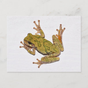 Missouri Träd Frog. Vykort