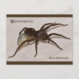Missouri Varg Spider med äggsäck. Vykort