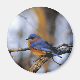Missouris Bird Magnet