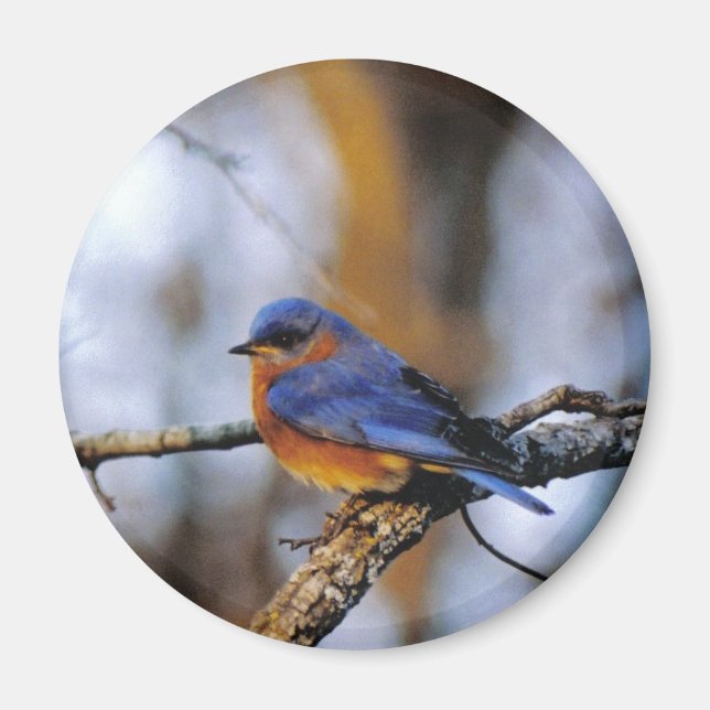 Missouris Bird Magnet (Framsidan)