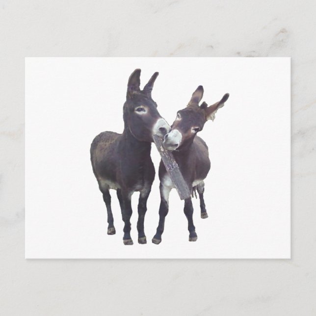 "Missys Donkey"-Vågrät vykort (Framsida)