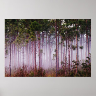 Mist bland gräs i träd vid soluppgången, Everglade Poster