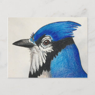 Mister Blue Jay Bluejay Bird Watercolor Postcard Helg Vykort