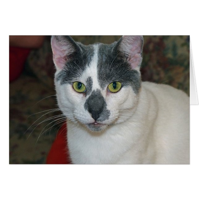 Mister Byxor Hälsningskort (Framsidan Horizontal)