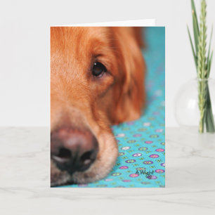 Mister Farley, den guld- retrieveren Kort