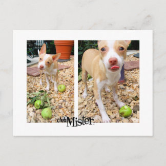 Mister gillar äpplen! vykort