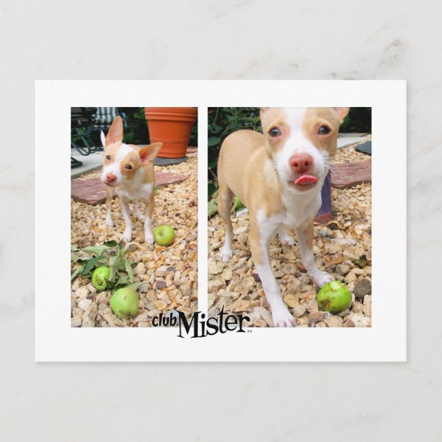 Mister gillar äpplen! vykort (Framsida)