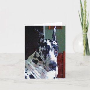 "Mister" Great dane Kort