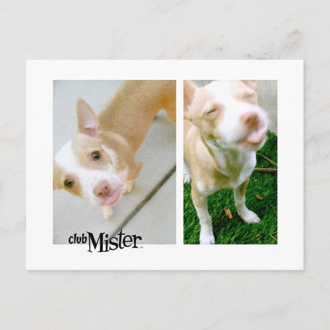 Mister! Tunga! Vykort (Framsida)