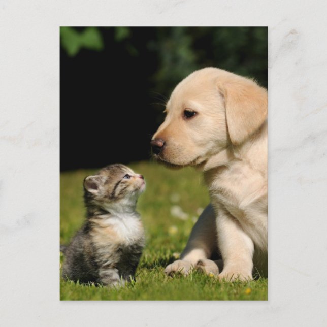 misti och sassi vykort (Framsida)