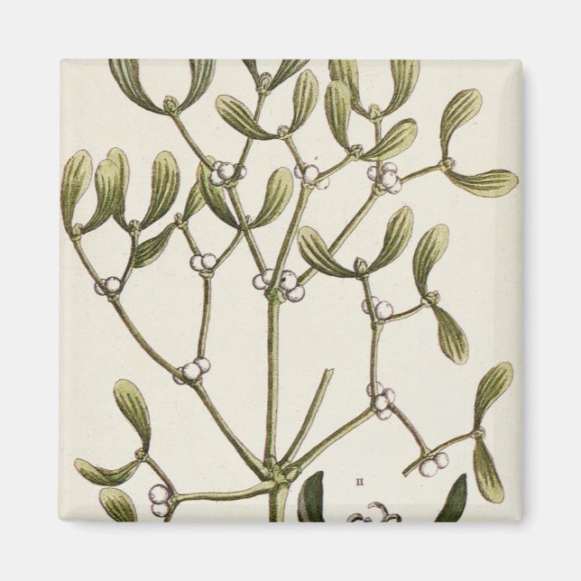 Mistletoe från "A Nyfiken Herbal", 1782 Magnet (Framsidan)
