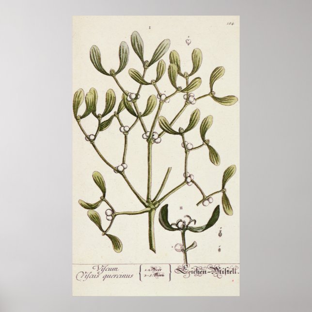 Mistletoe från "A Nyfiken Herbal", 1782 Poster (Framsidan)