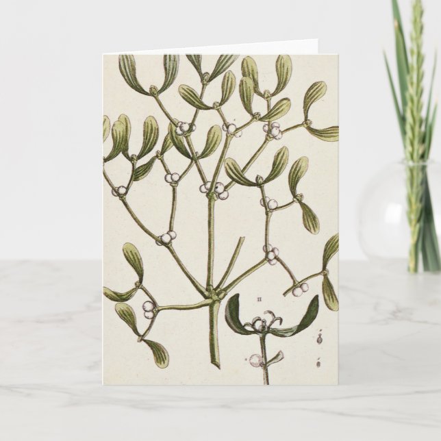 Mistletoe från "ett nyfiket växt-", 1782 helgkort (Framsida)