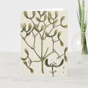 Mistletoe från "ett nyfiket växt-", 1782 helgkort