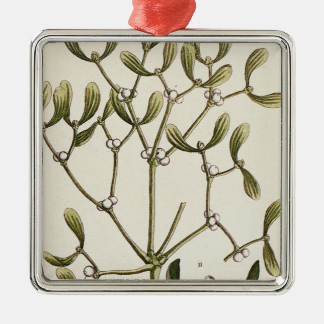 Mistletoe från "ett nyfiket växt-", 1782 julgransprydnad metall (Framsidan)