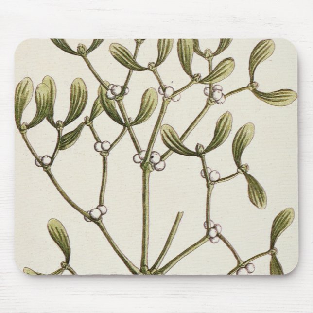 Mistletoe från "ett nyfiket växt-", 1782 musmatta (Framsidan)