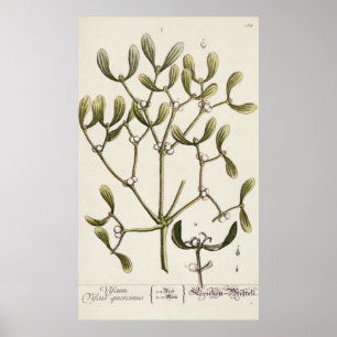 Mistletoe från "ett nyfiket växt-", 1782 poster