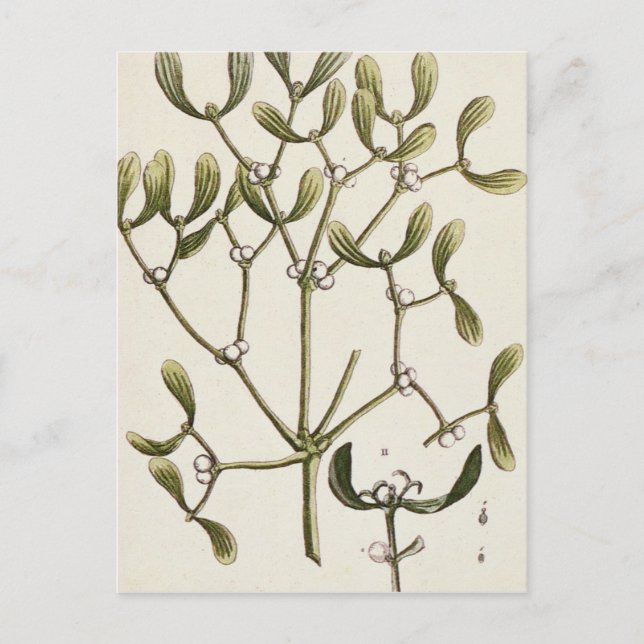 Mistletoe från "ett nyfiket växt-", 1782 vykort (Framsida)