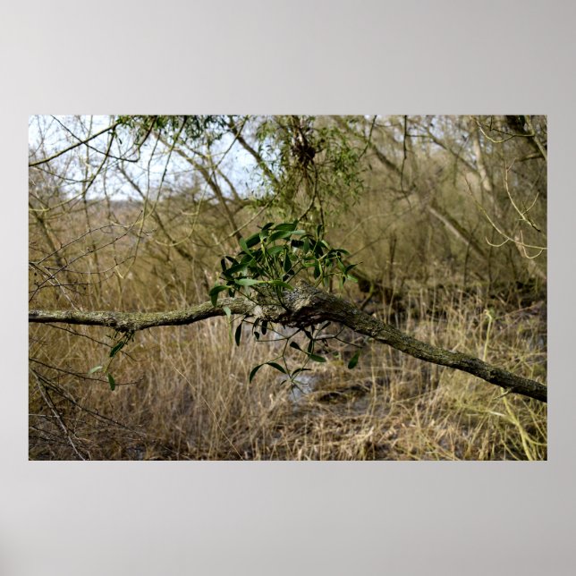 Mistletoe Poster (Framsidan)