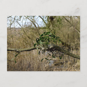 Mistletoe Vykort